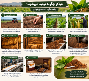 تنباکو چگونه تولید میشود
