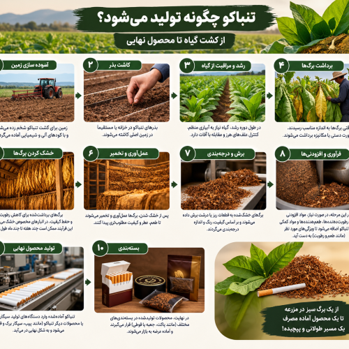 تنباکو چگونه تولید میشود